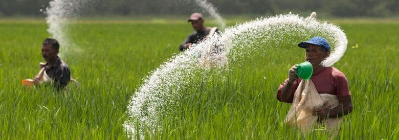Urea in field